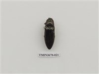 藏品(叩頭蟲(1))的圖片